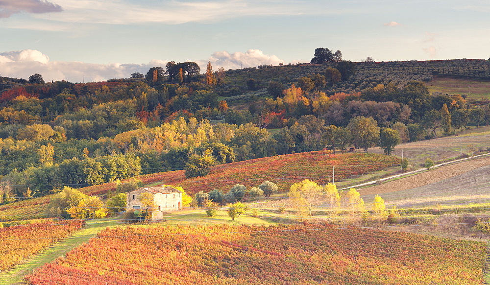 Vineyards of Sagrantino di Montefalco in autumn, Umbria, Italy, Europe