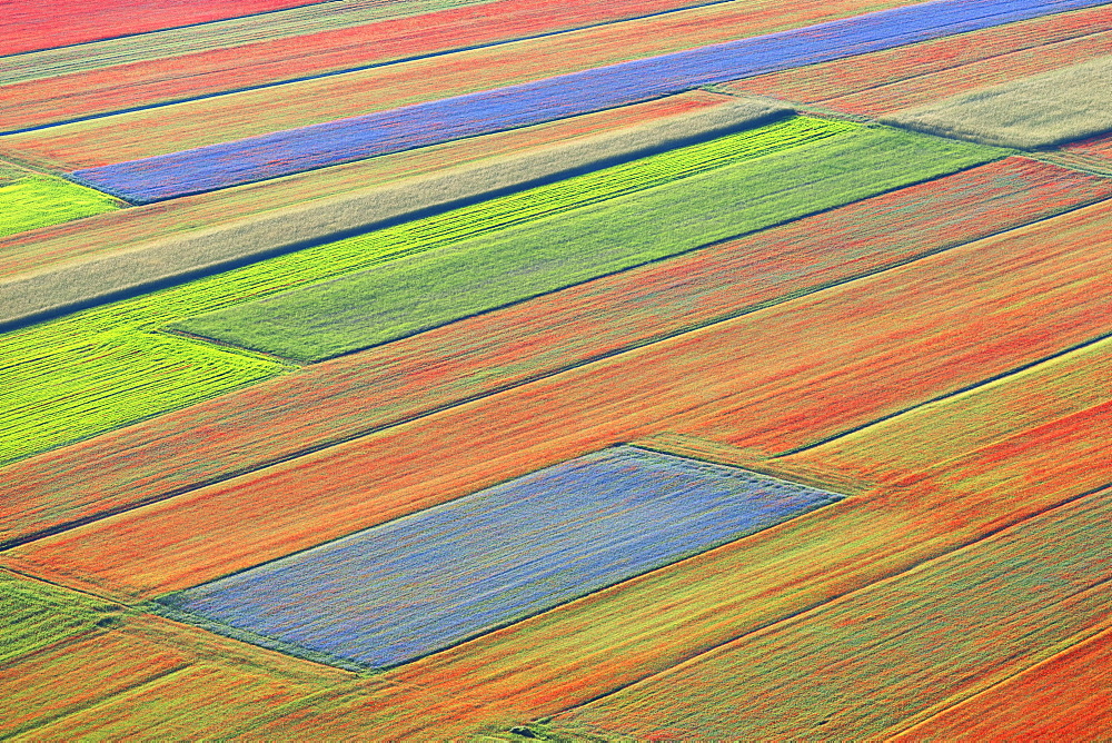 Lentil fields in bloom in Castelluccio di Norcia, Umbria, Italy, Europe