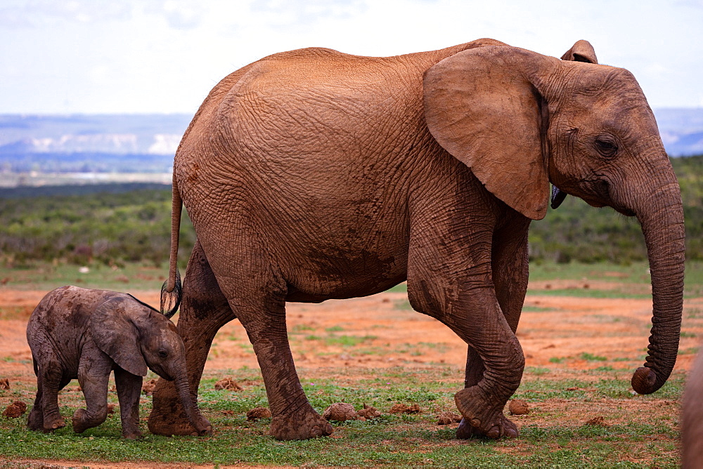 Baby Elephant in Addo Elephant Park, South Africa, Africa