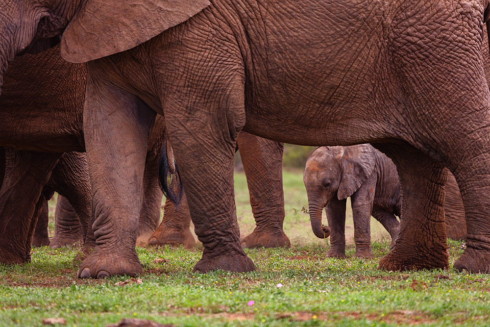 Baby Elephant in Addo Elephant Park, South Africa, Africa