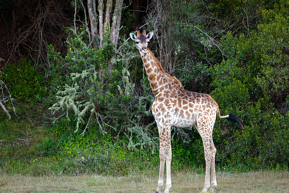 Giraffes on Safari in South Africa, in a private game reserve, South Africa, Africa