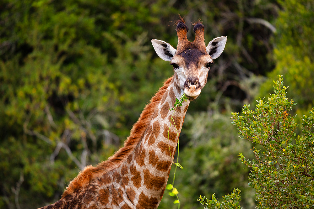 Giraffes on Safari in South Africa, in a private game reserve, South Africa, Africa