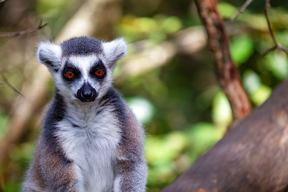 Ring Tailed Lemur in a sanctuary, South Africa, Africa