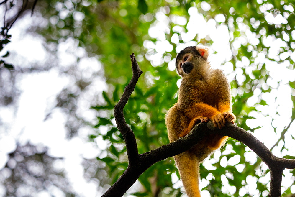 Black Capped Squirrel Monkey, South Africa, Africa