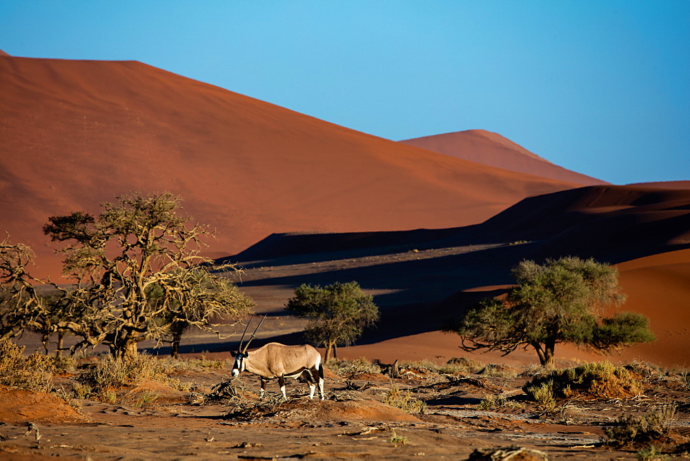 Oryx strolls through the Sossusvlei National Park at sunrise, Namibia, Africa