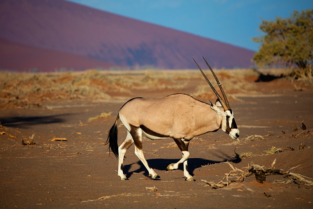 Oryx strolls through the Sossusvlei National Park, Namibia, Africa