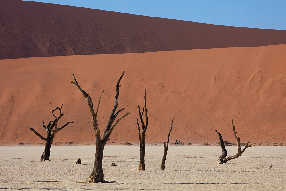 900 year old dead trees within Deadvlei amongst some of the highest dunes in the world, Sossusvlei, Namibia, Africa