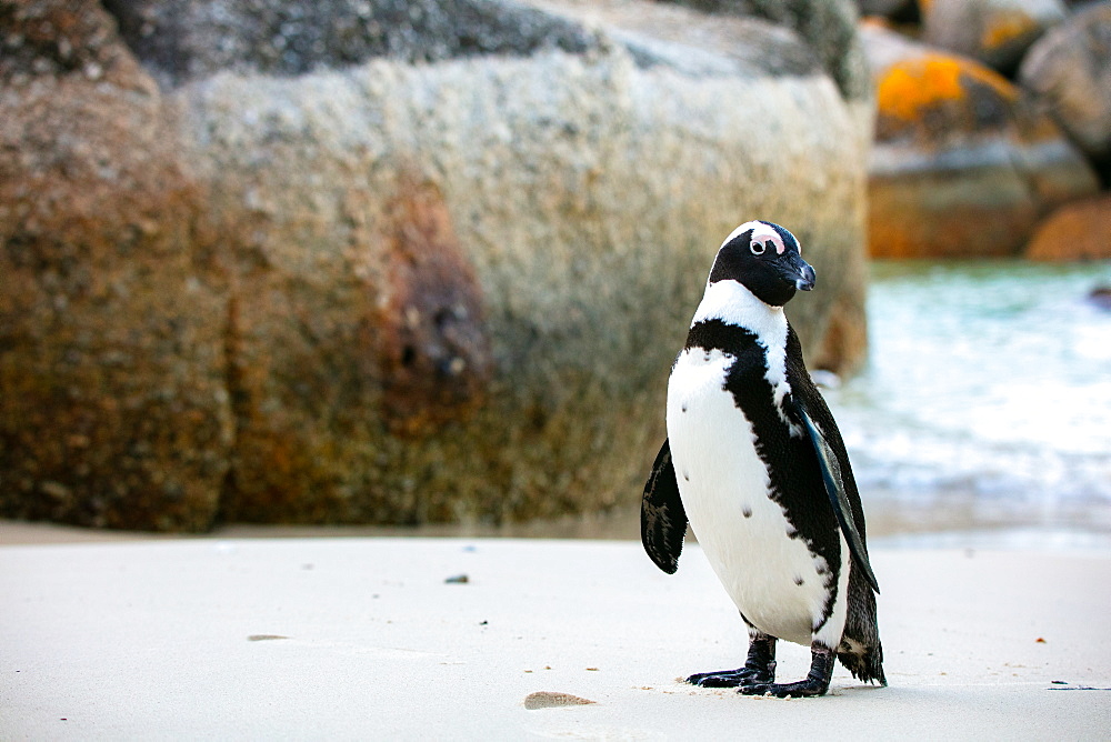 African Penguin, Boulders Beach in Cape Town, South Africa, Africa