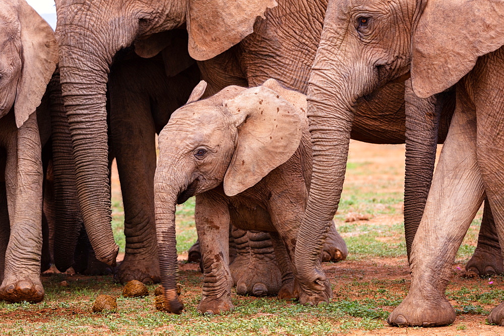 Elephants at Addo Elephant Park in South Africa, Africa