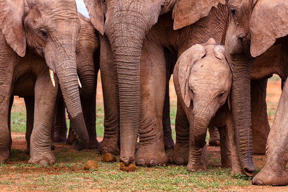 Baby Elephant in Addo Elephant Park, South Africa, Africa