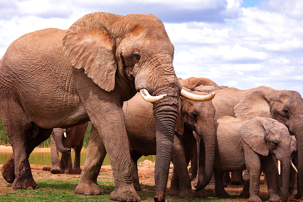 Elephants at Addo Elephant Park, South Africa, Africa