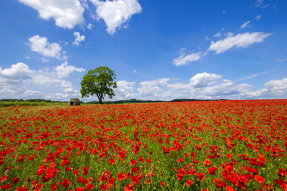 Beautiful red and white poppies in the Derbyshire countryside, Baslow, Derbyshire, England, United Kingdom, Europe