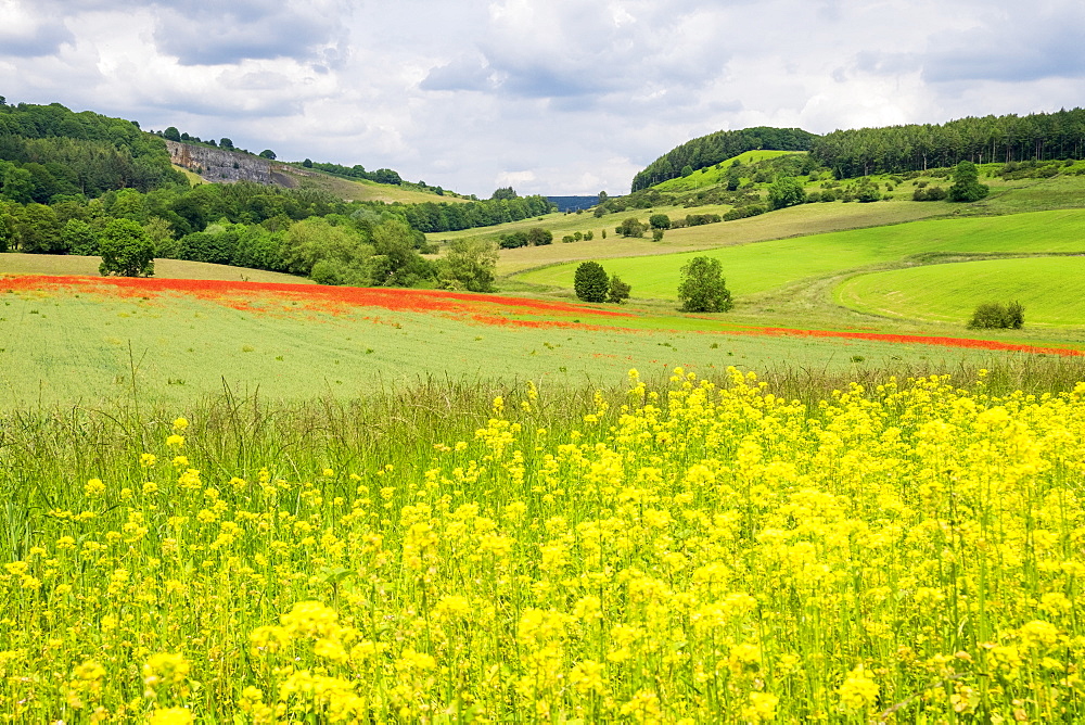 Poppy field with oil seed rape set in beautiful Derbyshire countryside, Baslow, Derbyshire, England, United Kingdom, Europe