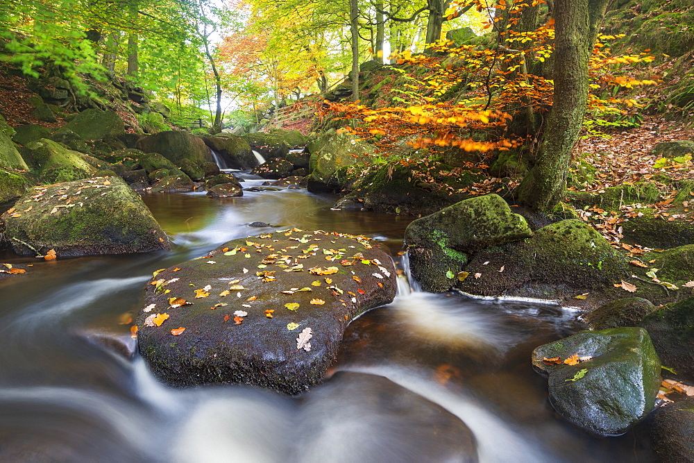 Padley Gorge in autumn, Peak District National Park, Derbyshire, England, United Kingdom, Europe