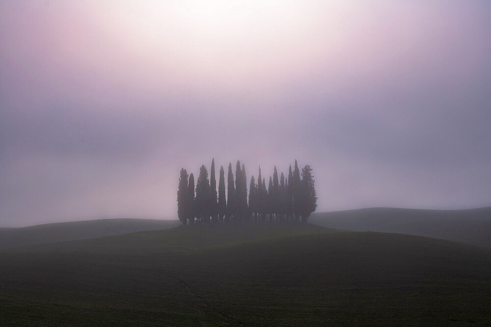 Copse of pencil pines shrouded with mist, San Quirico d'Orcia, Val d'Orcia, UNESCO World Heritage Site, Tuscany, Italy, Europe