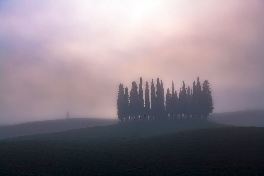 Copse of pencil pines in morning mist, San Quirico d'Orcia, Val d'Orcia, UNESCO World Heritage Site, Tuscany, Italy, Europe