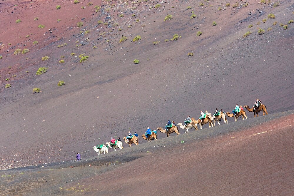 Tourist camel train in red volcanic landscape, Timanfaya National Park, Yaiza, Lanzarote, Las Palmas Province, Canary Islands, Spain, Atlantic, Europe