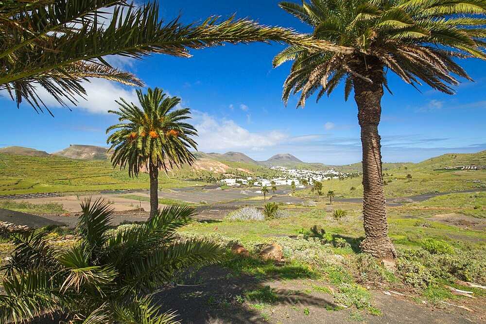 Palm trees growing in volcanic landscape in the Valley of a Thousand Palms, Haria, Lanzarote, Las Palmas Province, Canary Islands, Spain, Atlantic, Europe