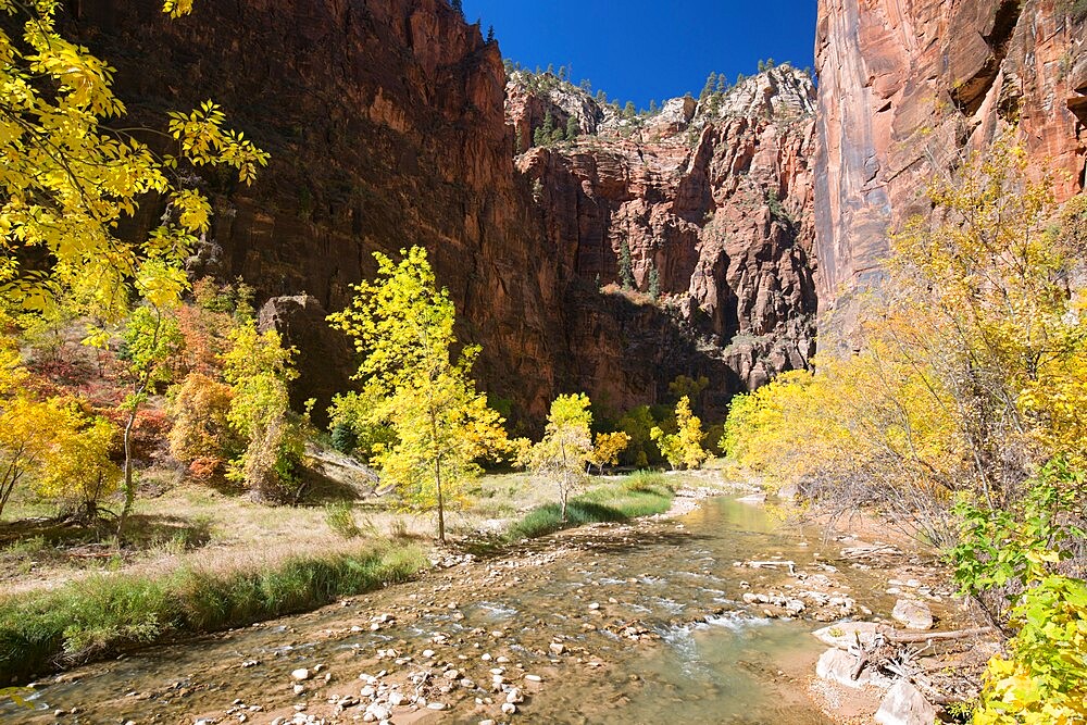 View along the Virgin River to the towering sandstone cliffs of the Temple of Sinawava, autumn, Zion National Park, Utah, United States of America, North America