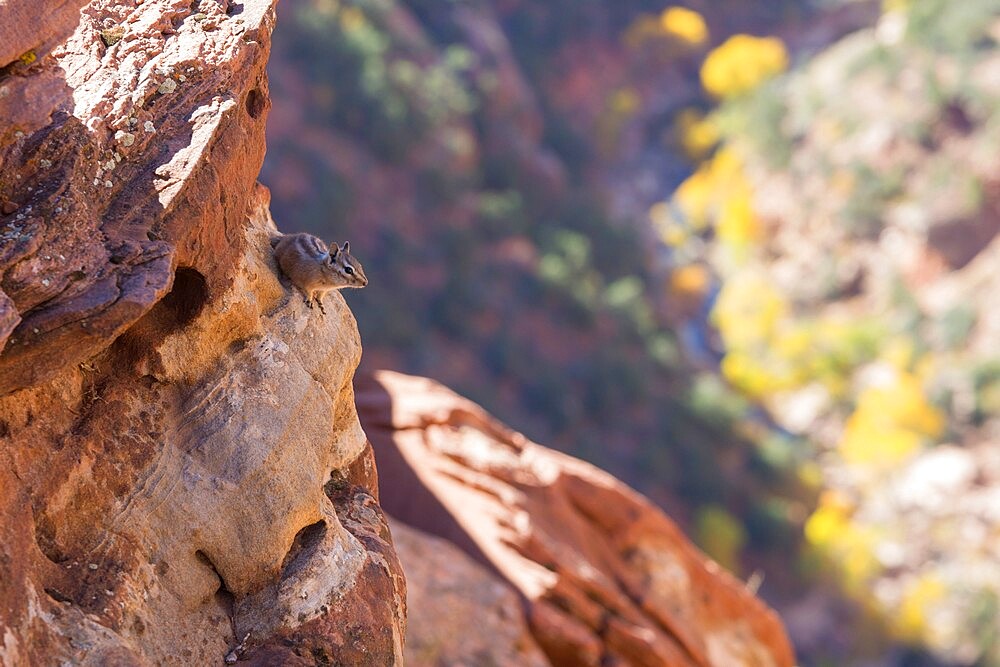 Uinta chipmunk (Neotamias umbrinus) clinging to rocks high above Pine Creek, autumn, Zion National Park, Utah, United States of America, North America