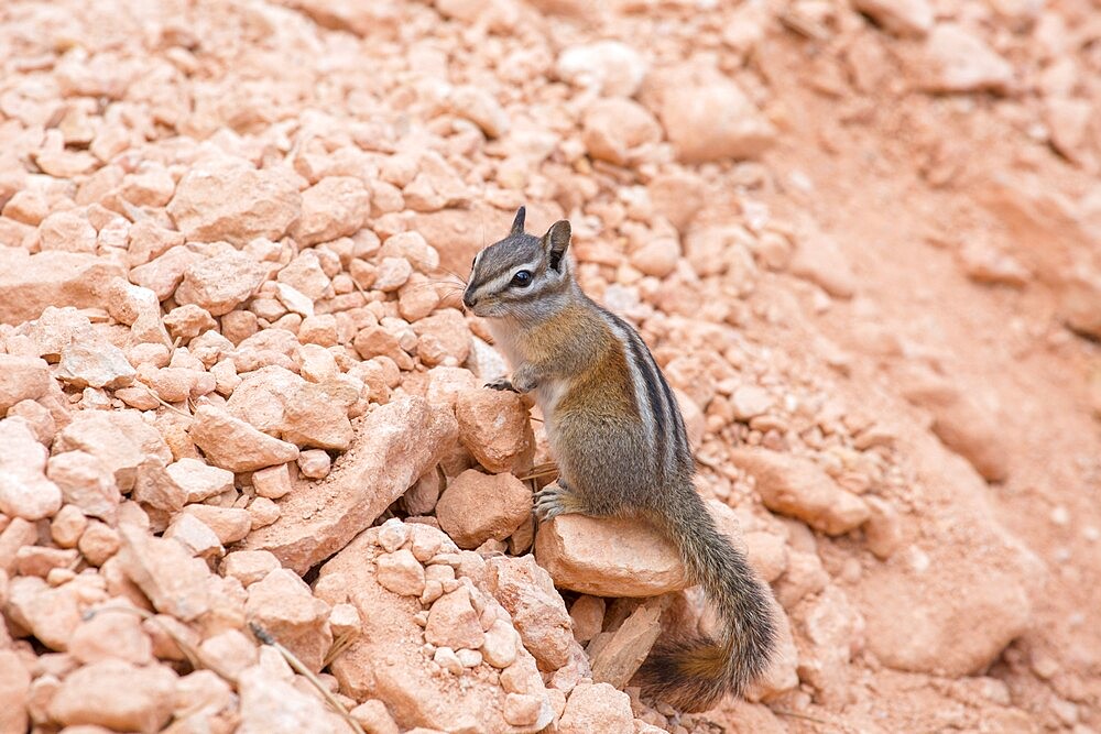 Least chipmunk (Neotamias minimus) on rocks beside the Queen's Garden Trail, Bryce Canyon National Park, Utah, United States of America, North America