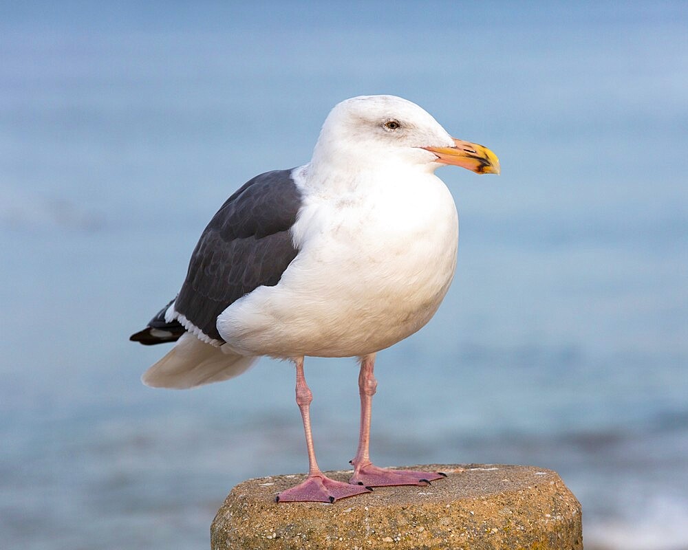 Western gull (Larus occidentalis), in non-breeding adult plumage, Monterey Bay, Monterey, California, United States of America, North America