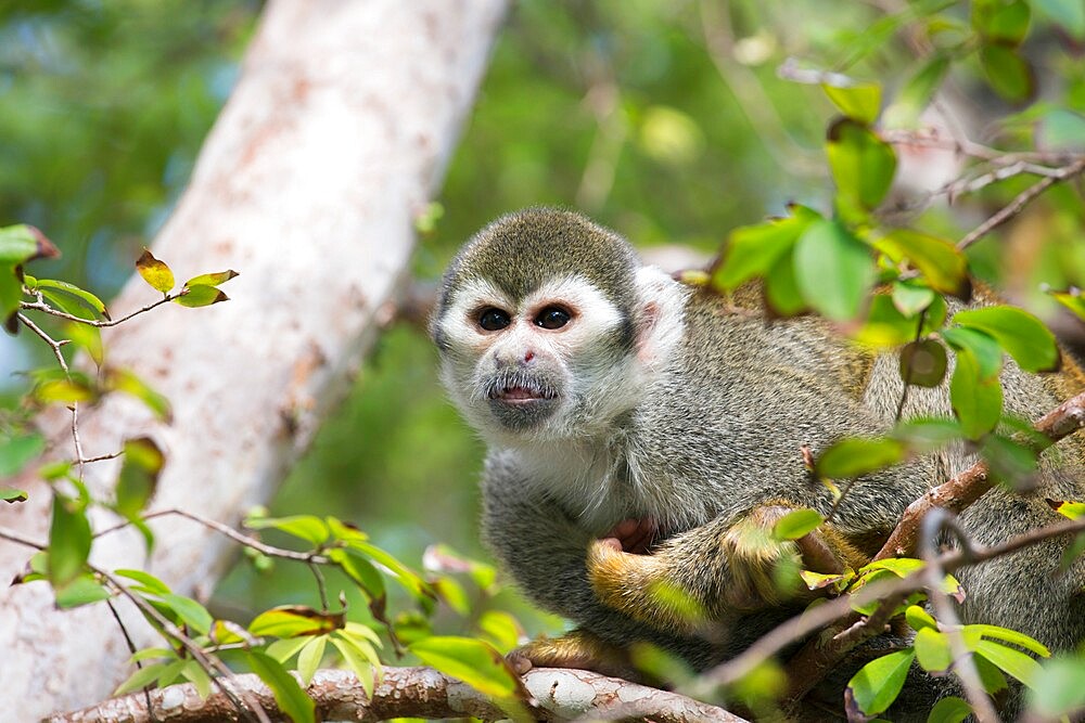 Wild squirrel monkey (Saimiri sciureus), in the gardens of Bonnet House (the Bartlett Estate), Fort Lauderdale, Florida, United States of America, North America