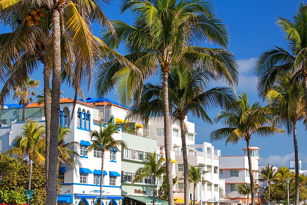 Colourful hotel facades and towering palm trees, Ocean Drive, Art Deco Historic District, South Beach, Miami Beach, Florida, United States of America, North America