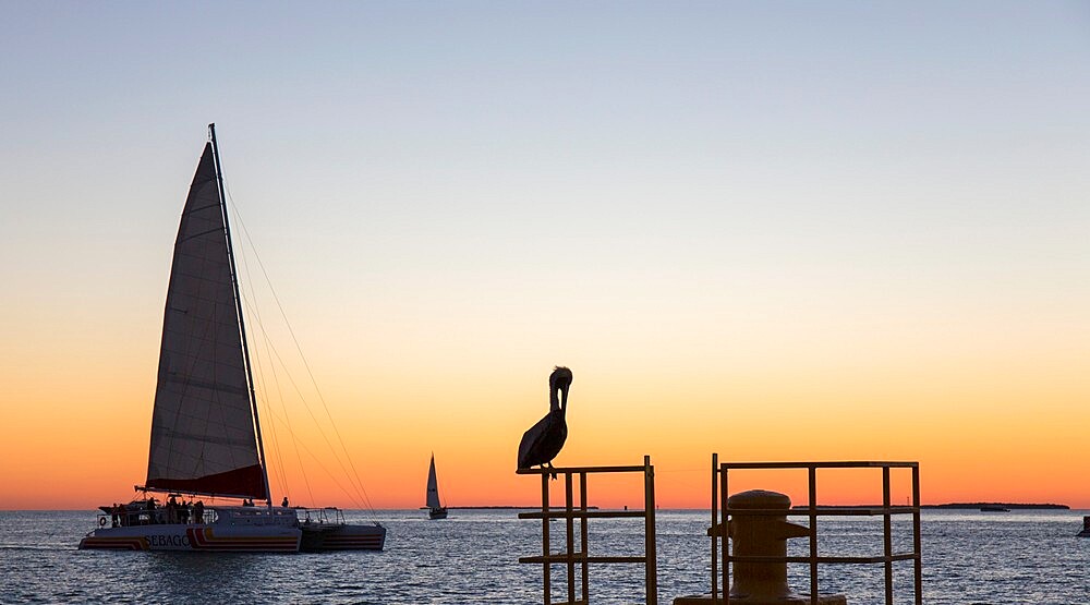 View across the Gulf of Mexico, sunset, brown pelican prominent, Mallory Square, Old Town, Key West, Florida Keys, Florida, United States of America, North America