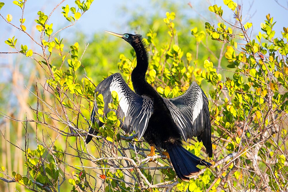 Adult male anhinga (Anhinga anhinga), wings spread, in mangroves beside the Anhinga Trail, Everglades National Park, Florida, United States of America, North America