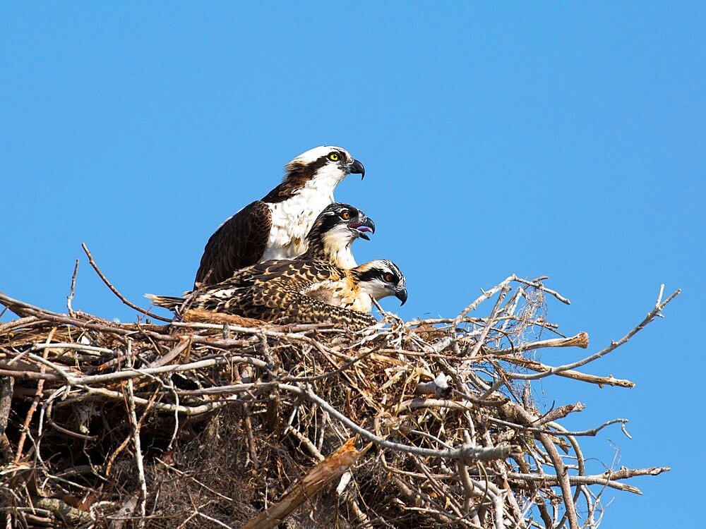 Adult osprey (Pandion haliaetus), with two chicks on nest, Flamingo, Everglades National Park, Florida, United States of America, North America