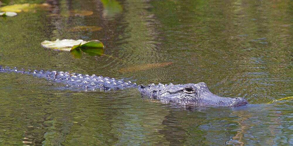 American alligator (Alligator mississippiensis), swimming beside trail in Shark Valley, Everglades National Park, Florida, United States of America, North America