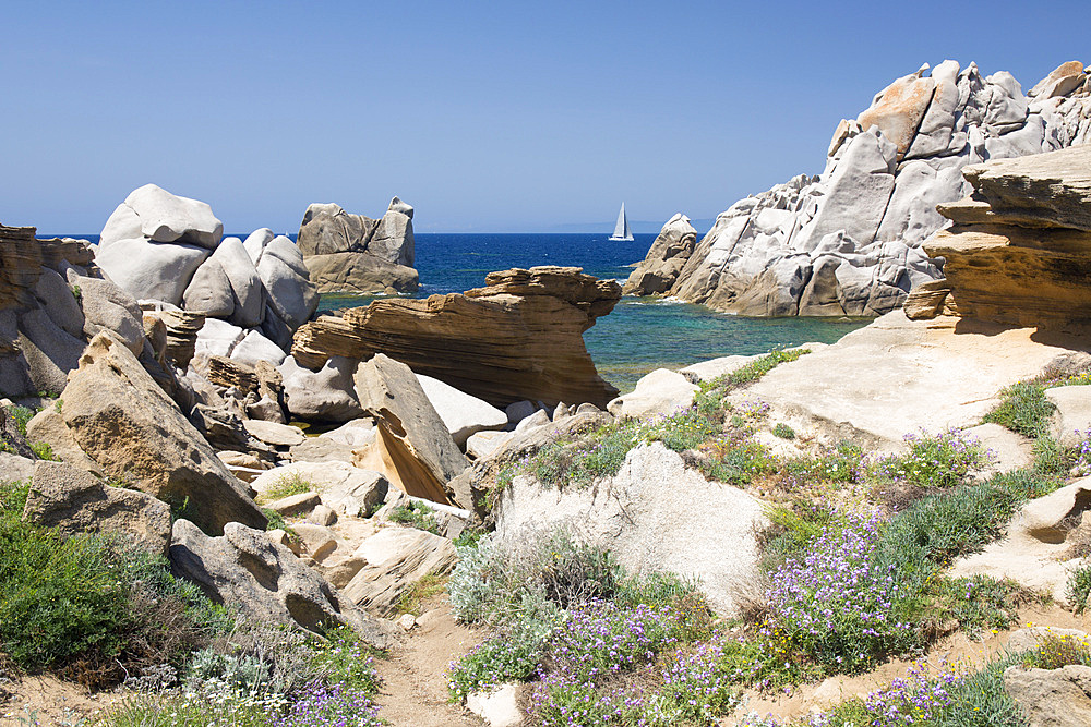 Spring flowers and granite rocks beside the Strait of Bonifacio, Capo Testa, Santa Teresa di Gallura, Sassari, Sardinia, Italy, Mediterranean, Europe