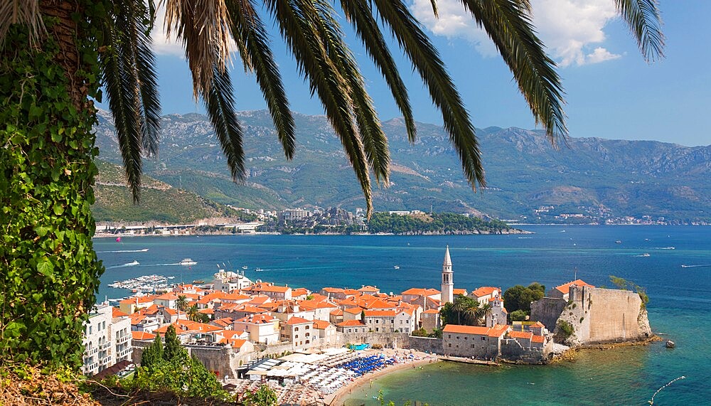 View over crowded beach to the Old Town (Stari Grad), and Budva Bay, palm-tree in foreground, Budva, Montenegro, Europe