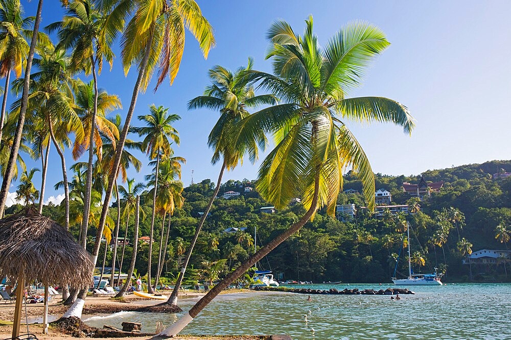 Coconut palms at the water's edge, LaBas Beach, Marigot Bay, Castries, St. Lucia, Windward Islands, Lesser Antilles, West Indies, Caribbean, Central America