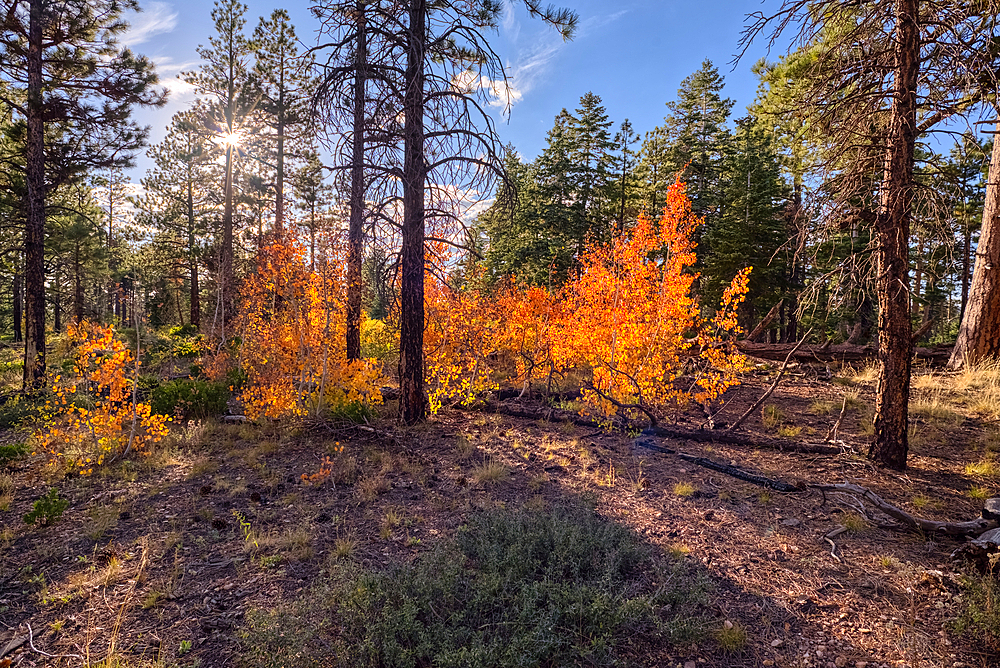 Aspen trees in Autumn colors east of Greenland Lake at Grand Canyon North Rim Arizona.