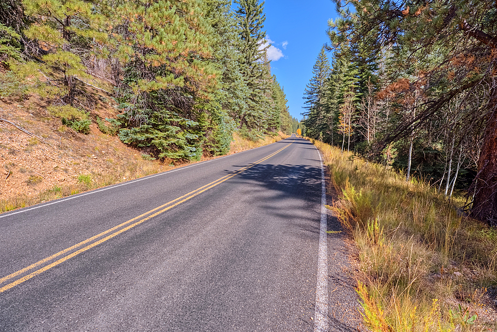 Cape Royal Road winding through Fuller Canyon at Grand Canyon North Rim, UNESCO, Arizona, United States of America