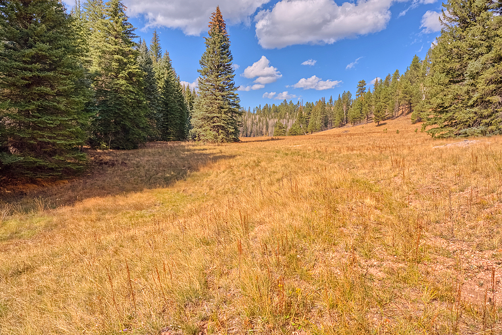 A meadow in Fuller Canyon off of Cape Royal Road at Grand Canyon North Rim Arizona.