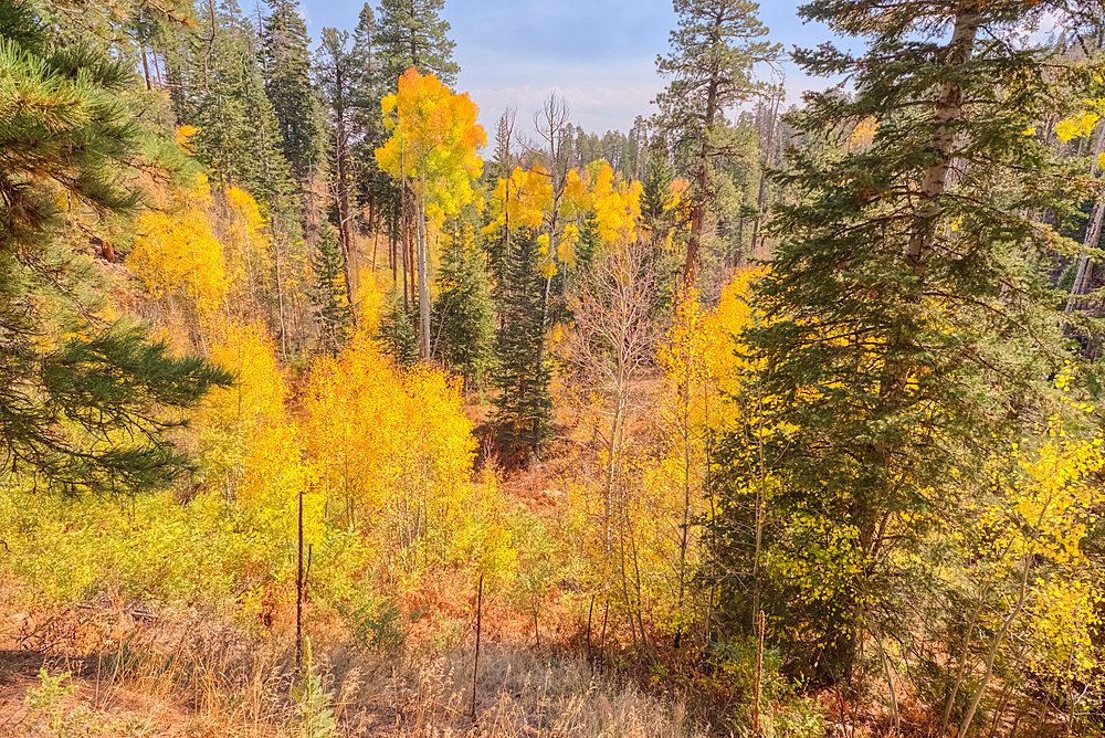 Autumn colored Aspen trees off Cape Royal Road in Grand Canyon North Rim, UNESCO, Arizona, United States of America