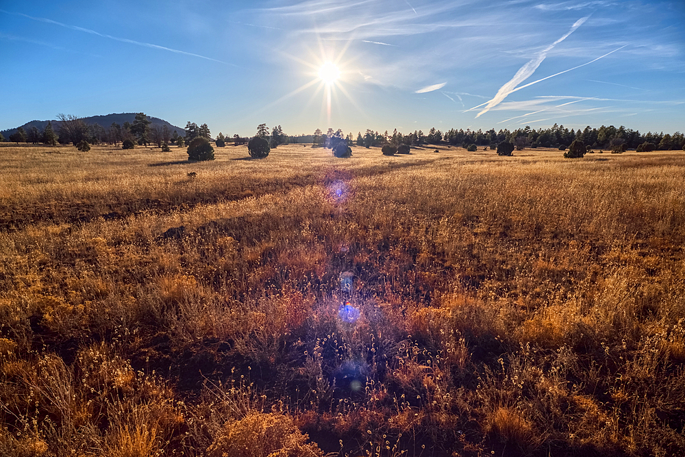 Golden grassland prairie near sundown in Coconino National Forest of Arizona.