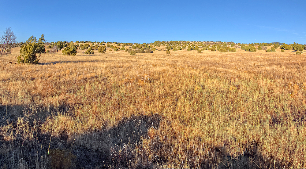 Golden grassland prairie near sundown in Coconino National Forest of Arizona.