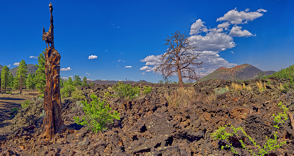 Burned out tree on the left with Sunset Crater Volcano in the background, near Flagstaff, Arizona, United States of America, North America