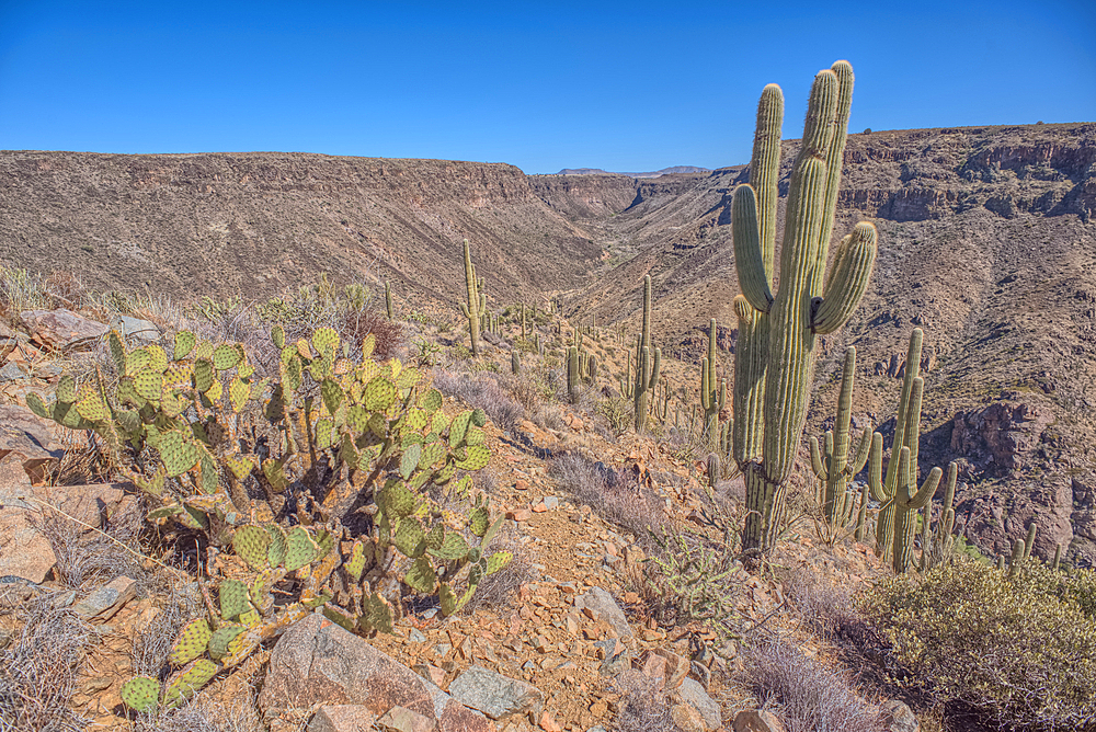 A Saguaro covered scenic ridge overlooking the Agua Fria River in the Agua Fria National Monument of Arizona.