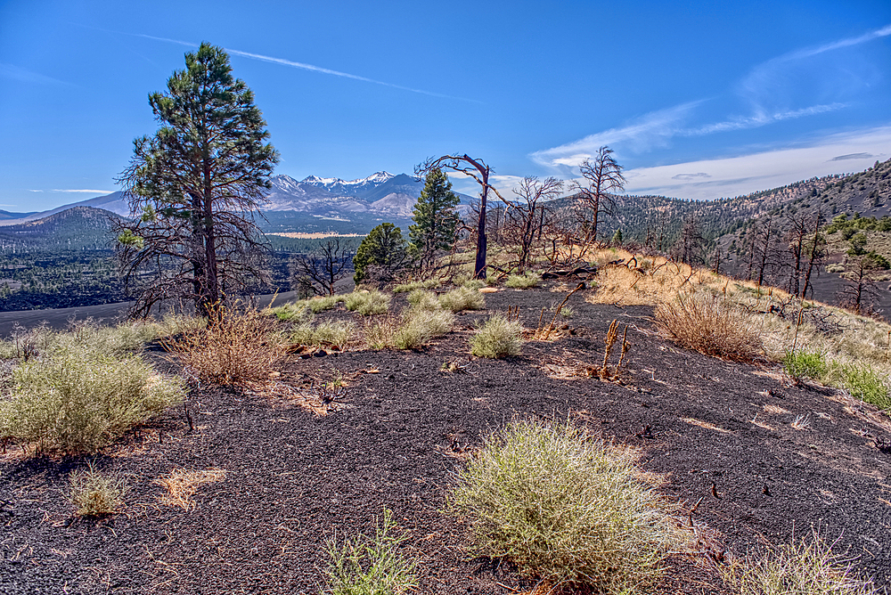 Burned trees on a Volcanic cinder rim in Coconino National Forest, Arizona, USA