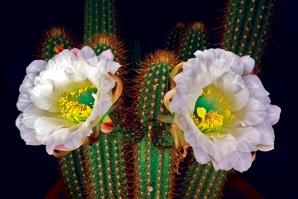 The large white blossoms of the night blooming Trichocereus Spachianus Cactus (Golden Torch Cactus), Arizona, United States of America, North America