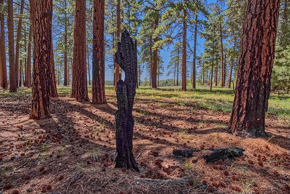 Burned tree in the forest of Grand Canyon North Rim Arizona near the edge of Clear Creek Canyon.