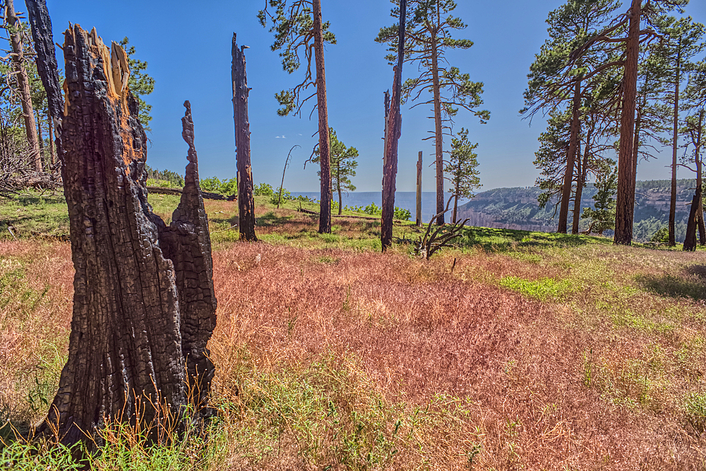 Burned trees on the north end of Clear Creek Canyon at Grand Canyon North Rim Arizona.