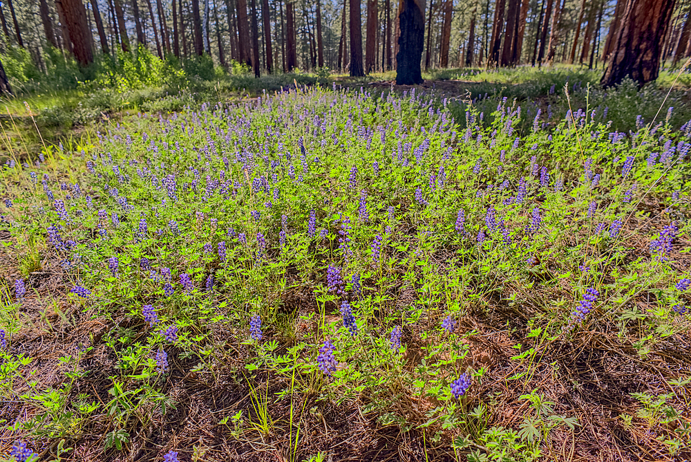 A field of purple wildflowers called Lupine at Grand Canyon North Rim Arizona near Clear Creek Canyon. Species Lupinus in the family Fabaceae.