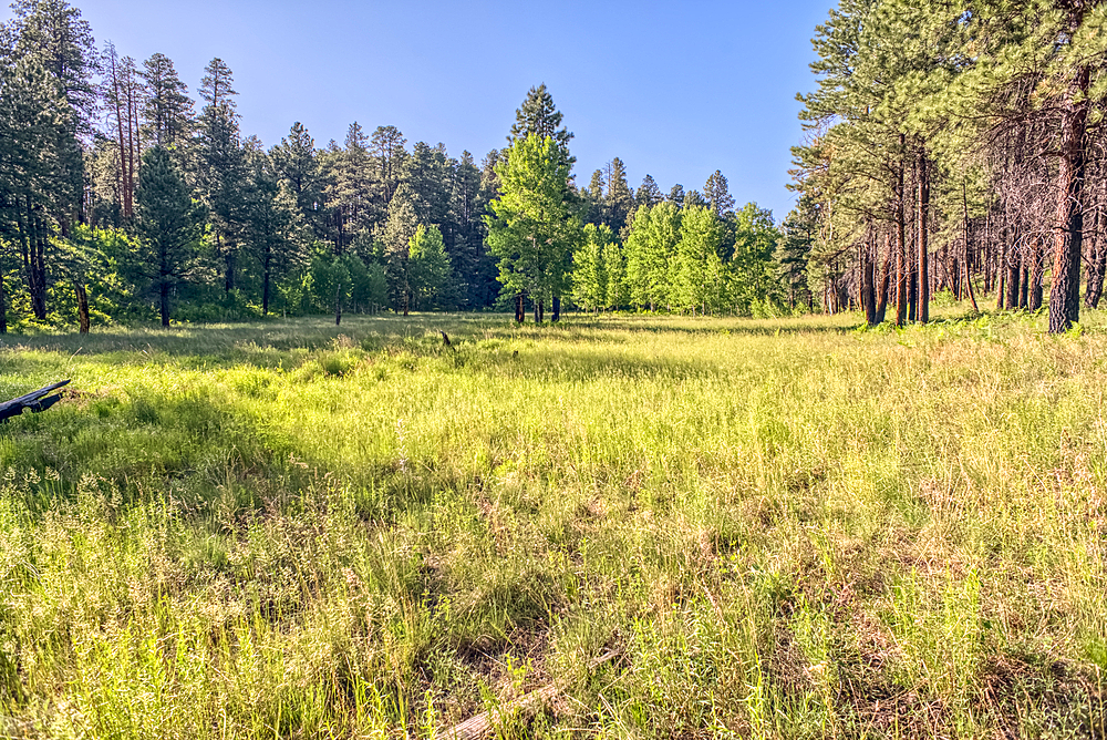 A grassy meadow in a valley near Clear Creek Canyon at Grand Canyon North Rim Arizona.