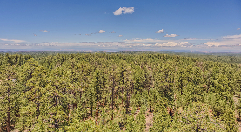 View from the 80 foot tall historic Fire Watchtower at Jacob Lake Arizona. Maintained as a historic landmark by the National Forest Service. No property release needed.